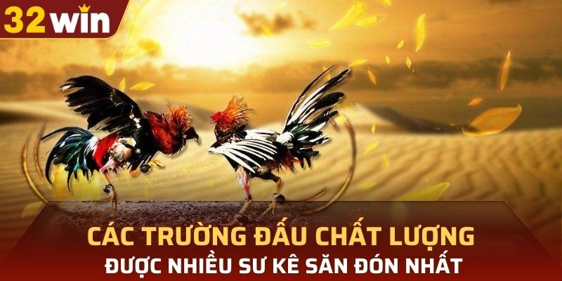 Các trường đấu chất lượng được nhiều sư kê săn đón nhất