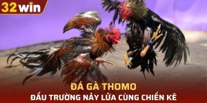 đá gà Thomo