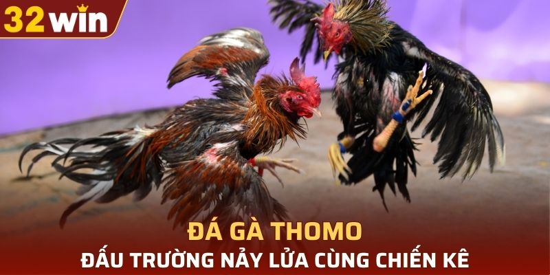 đá gà Thomo