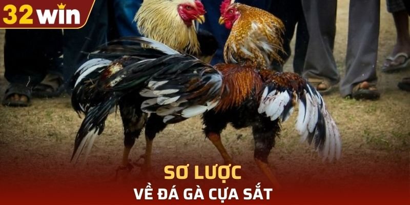 Loại hình mang đến sự quyết liệt mạnh mẽ