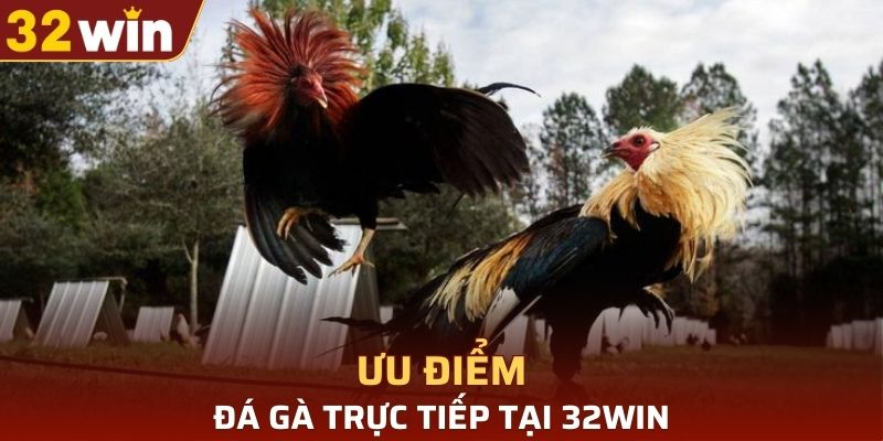 Ưu điểm của đá gà trực tiếp tại 32WIN